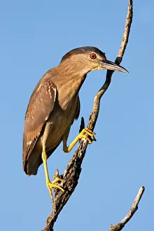 Ardeidae: Black-crowned Night Heron (Nycticorax nycticorax)