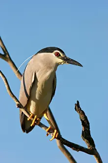 Ardeidae: Black-crowned Night Heron (Nycticorax nycticorax)