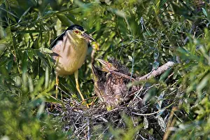 Flooded: Black-crowned Night Heron (Nycticorax nycticorax)
