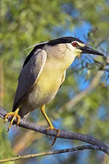Flooded: Black-crowned Night Heron (Nycticorax nycticorax)
