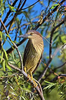 Flooded: Black-crowned Night Heron (Nycticorax nycticorax)