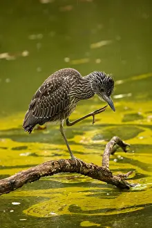 Nycticorax: Black-crowned night-heron (Nycticorax nycticorax)