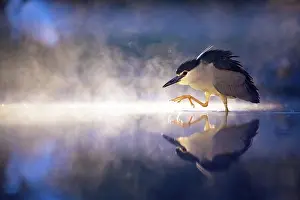 Nycticorax: Black crowned night heron (Nycticorax nycticorax)