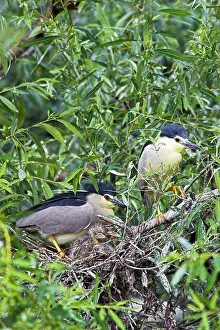 Flooded: Black-crowned Night Heron (Nycticorax nycticorax)