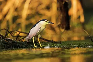 Flooded: Black-crowned Night Heron (Nycticorax nycticorax)