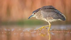 Nycticorax: Black-crowned night heron (Nycticorax nycticorax)