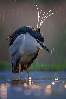 Rainy: Black crowned night heron (Nycticorax nycticorax)