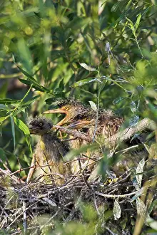 Danube: Black-crowned Night Heron (Nycticorax nycticorax)