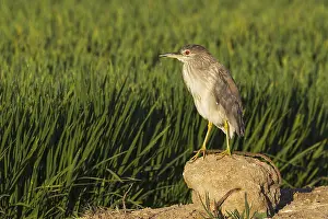 Ebro: Black-crowned Night Heron (Nycticorax nycticorax)