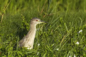 Ebro: Black-crowned Night Heron (Nycticorax nycticorax)