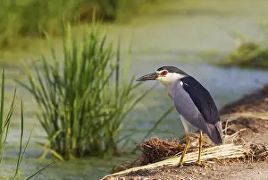 Ebro: Black-crowned Night Heron (Nycticorax nycticorax)