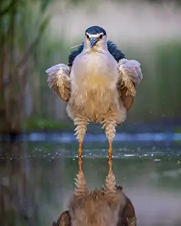 Splash: Black crowned night heron (Nycticorax nycticorax)