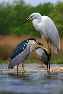 Size: Black crowned night heron (Nycticorax nycticorax)