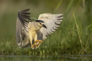 Lands: Black-crowned Night Heron (Nycticorax nycticorax) landing