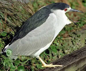 Blackcrowned: Black-crowned Night-Heron with open beak