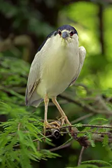 Black-crowned Night Heron in tree