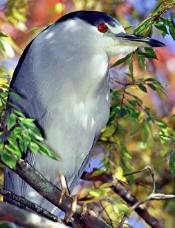 Blackcrowned: Black-crowned Night-Heron in tree