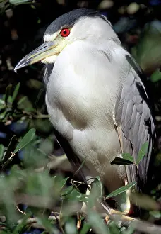 Blackcrowned: Black-crowned Night-Heron in tree