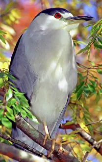 Blackcrowned: Black-crowned Night-Heron in tree