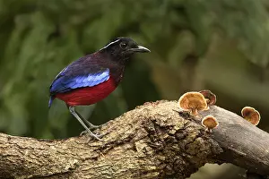 Malaysia: Black-crowned Pitta (Erythropitta ussheri)