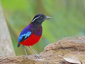 Malaysia: Black Crowned Pitta Erythropitta ussheri Sabah