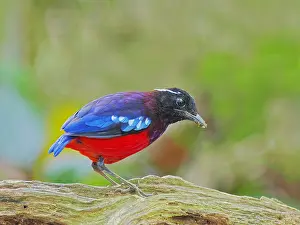 Malaysia: Black Crowned Pitta Erythropitta ussheri Sabah