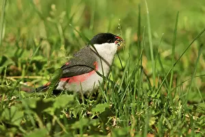 Waxbill: Black-crowned Waxbill