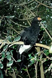 Crax: Black Curassow