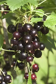 Juice: Black Currant
