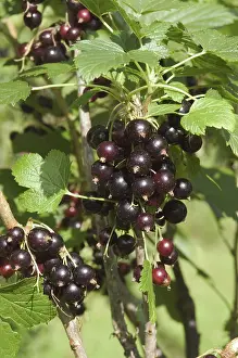 Juice: Black Currant