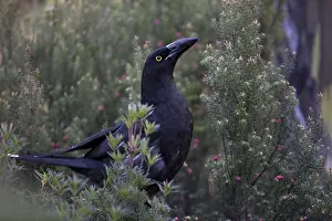 Hobart: Black Currawong - perched in bushes - Mount Wellington
