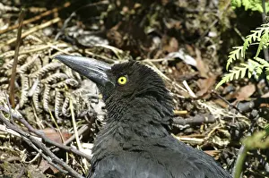 Currawong: Black CURRAWONG - sunbathing