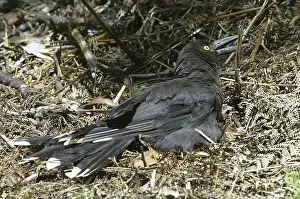 Temperature: Black CURRAWONG - sunbathing