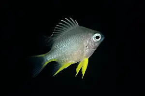 Damselfish: Black Damselfish - juvenile