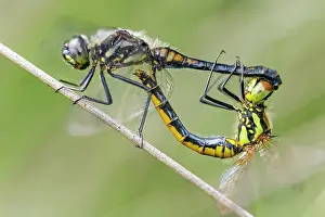 Copula: Black Darter