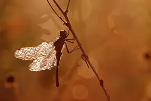 Danae: Black Darter