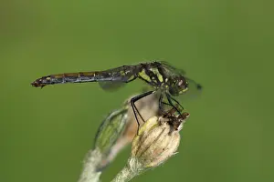 Danae: Black Darter