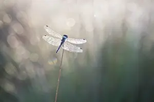 Bokeh: Black Darter