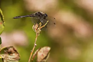 Anisoptera: Black Darter