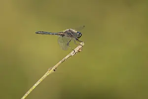 Sympetrum: Black Darter