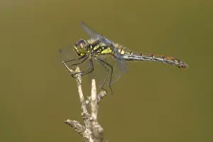 Sympetrum: Black Darter