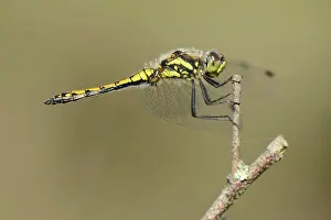 Sympetrum: Black Darter