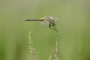 Sympetrum: Black Darter