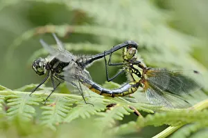 Sympetrum: Black Darter