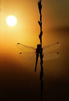 Dragonflies: Black Darter - dragonfly covered in dew at sunrise - July