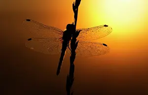 Dragonflies: Black Darter - dragonfly covered in dew at sunrise - July