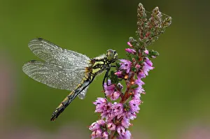 Dragonflies: Black Darter - dragonfly covered in early morning