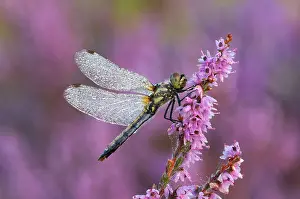 Danae: Black Darter Dragonfly- female resting on heather