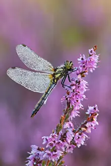 Darters: Black Darter dragonfly resting on Heather and covered
