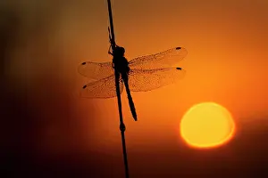 Guy Rogers: Black Darter - dragonfly being silhouetted at sunrise